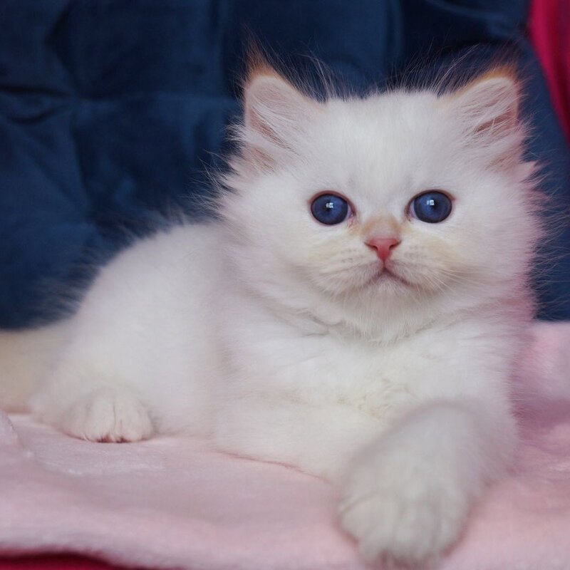 Amber Neva Masquerade male, red tabby pointed