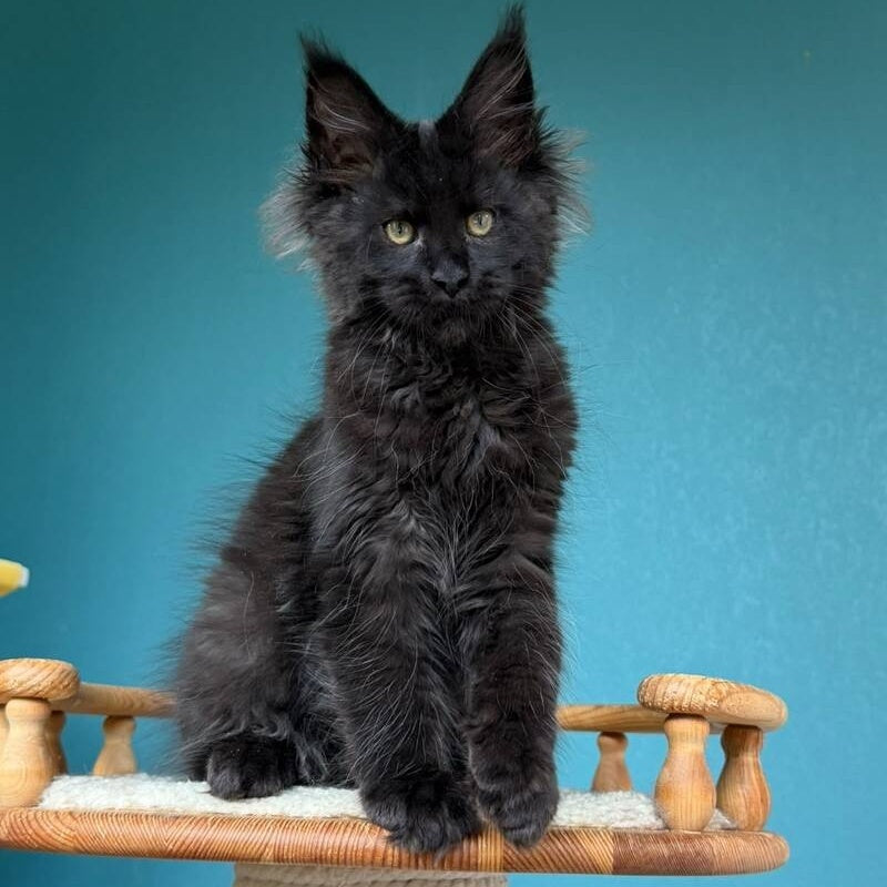 Tobias Maine Coon male, black