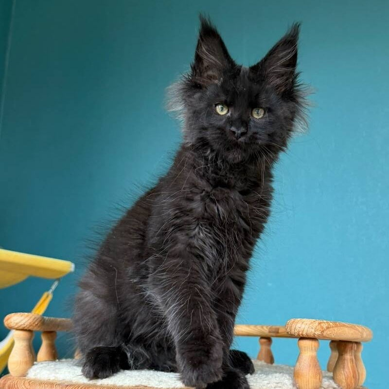 Tobias Maine Coon male, black