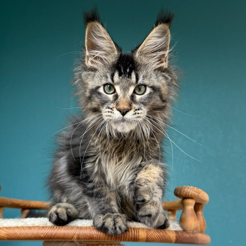 Tic Tak Maine Coon male, black tabby