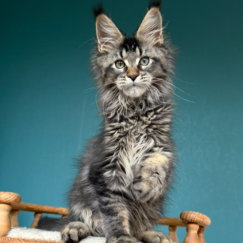 Tic Tak Maine Coon male, black tabby