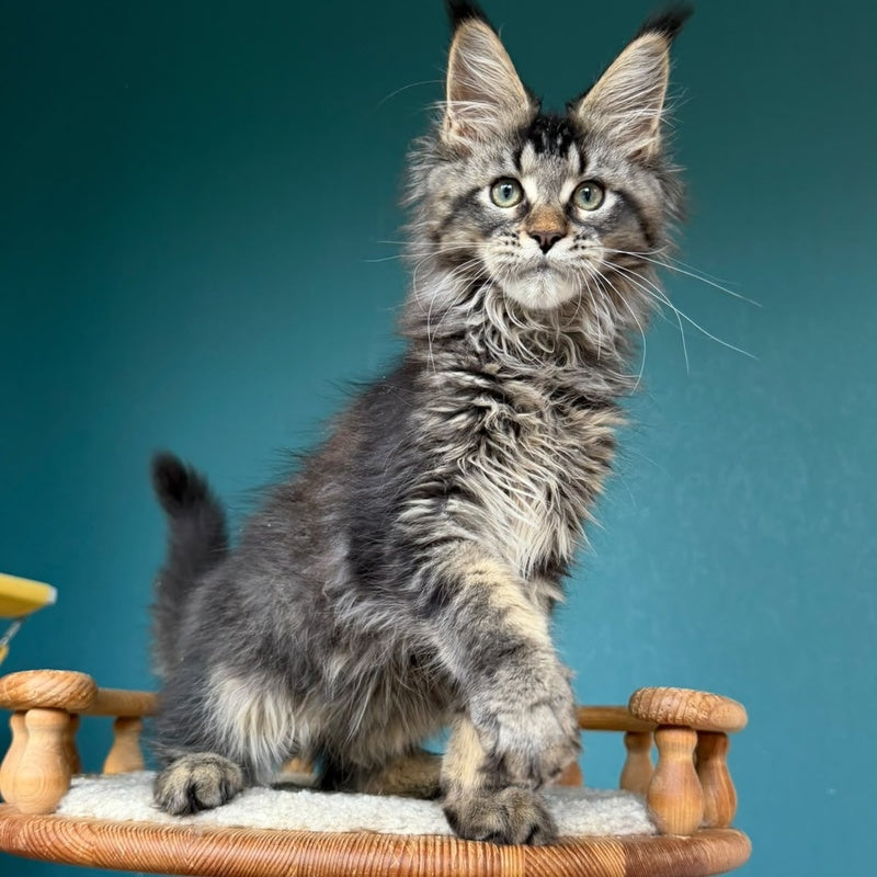 Tic Tak Maine Coon male, black tabby