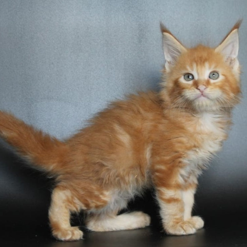 Angelica Maine Coon female, red tabby