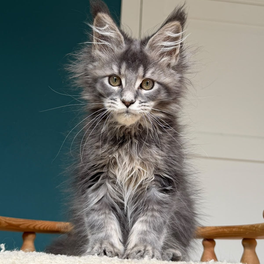 Taina Maine Coon female, blue tabby