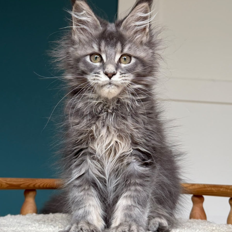 Taina Maine Coon female, blue tabby