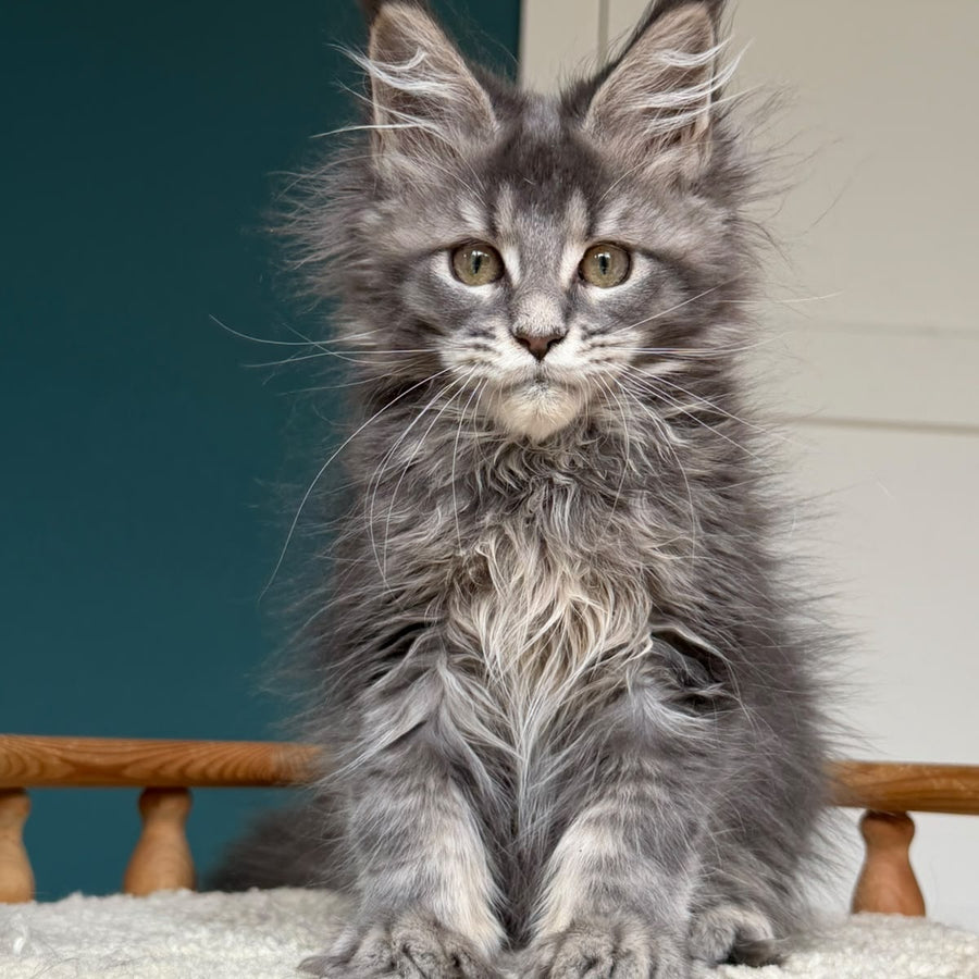 Taina Maine Coon female, blue tabby