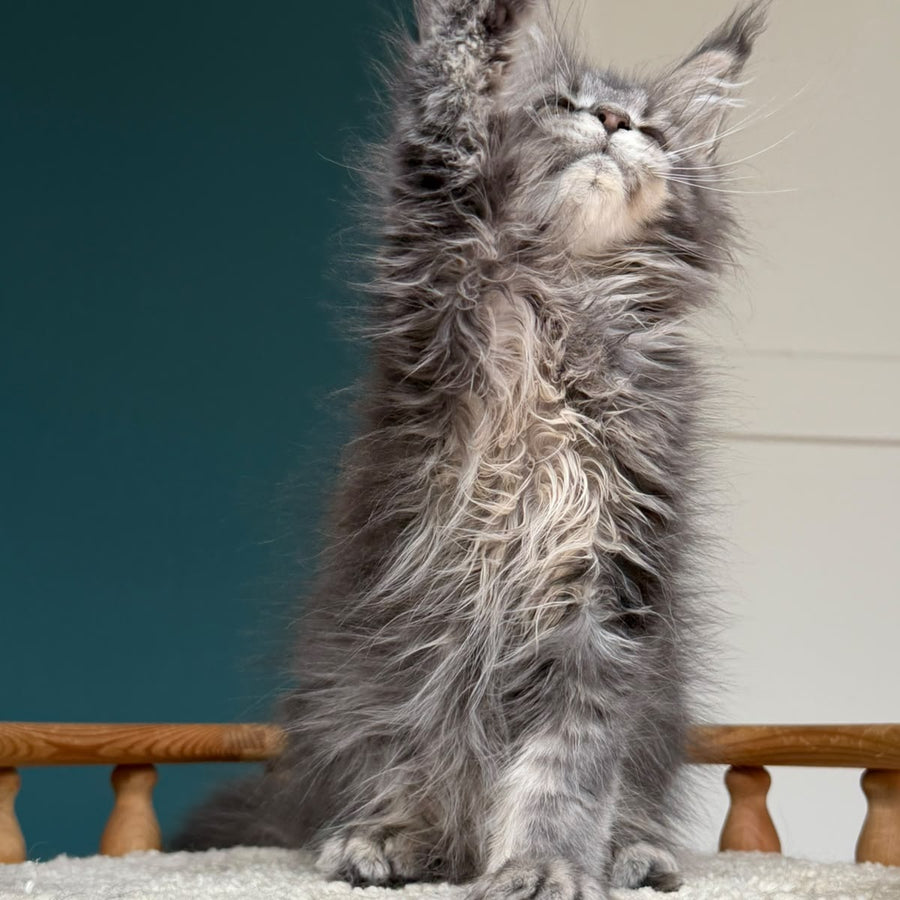 Taina Maine Coon female, blue tabby