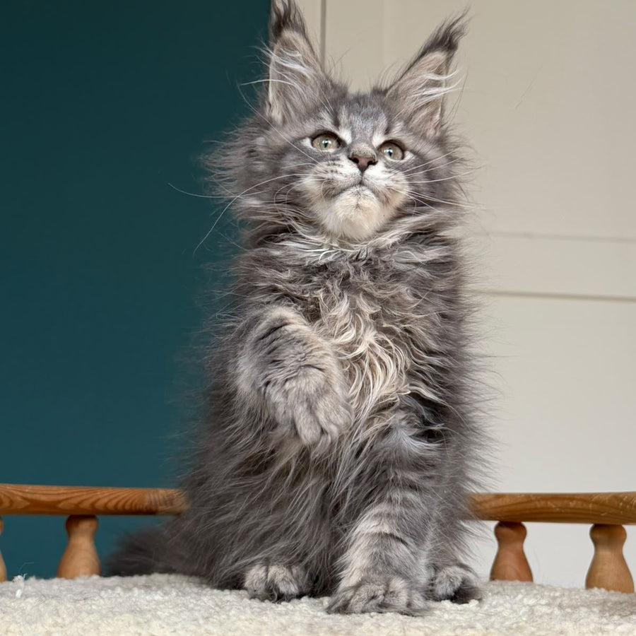 Taina Maine Coon female, blue tabby