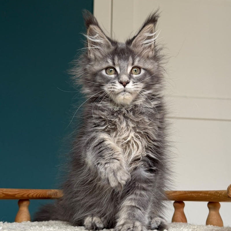 Taina Maine Coon female, blue tabby