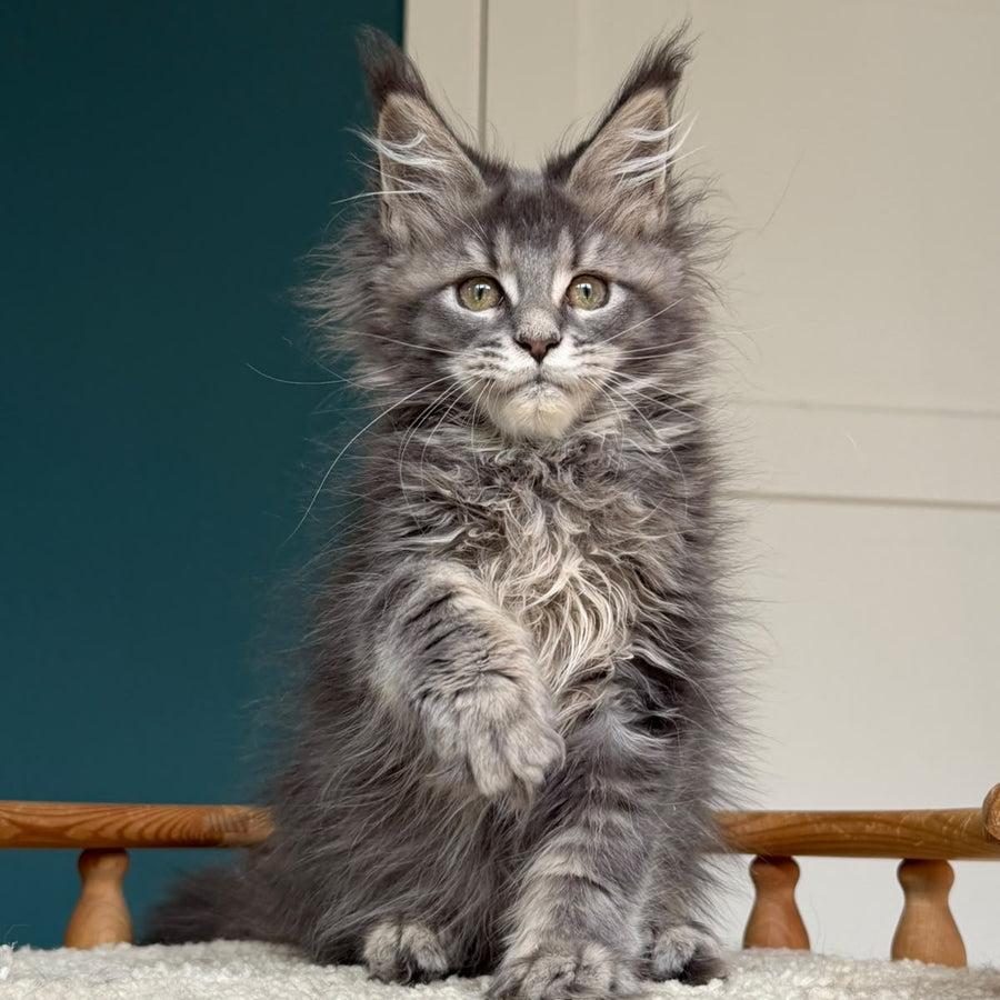Taina Maine Coon female, blue tabby