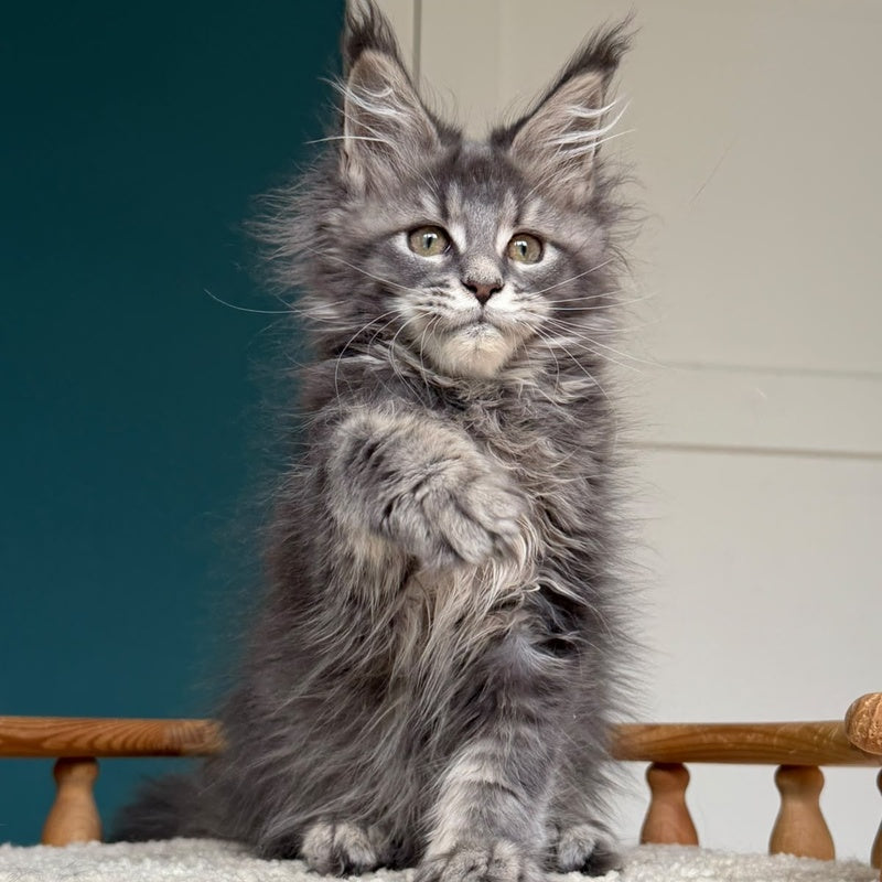 Taina Maine Coon female, blue tabby