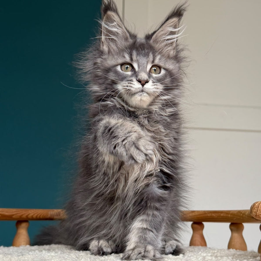 Taina Maine Coon female, blue tabby