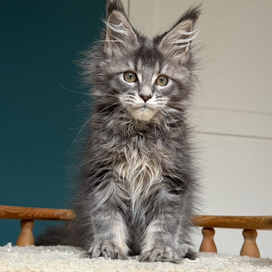 Taina Maine Coon female, blue tabby