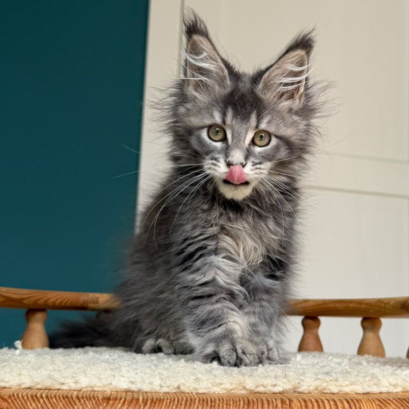 Taina Maine Coon female, blue tabby