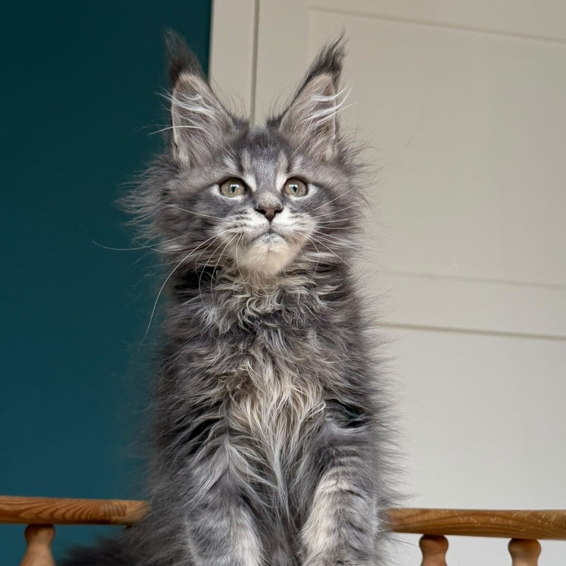 Taina Maine Coon female, blue tabby