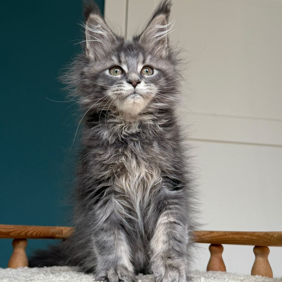 Taina Maine Coon female, blue tabby