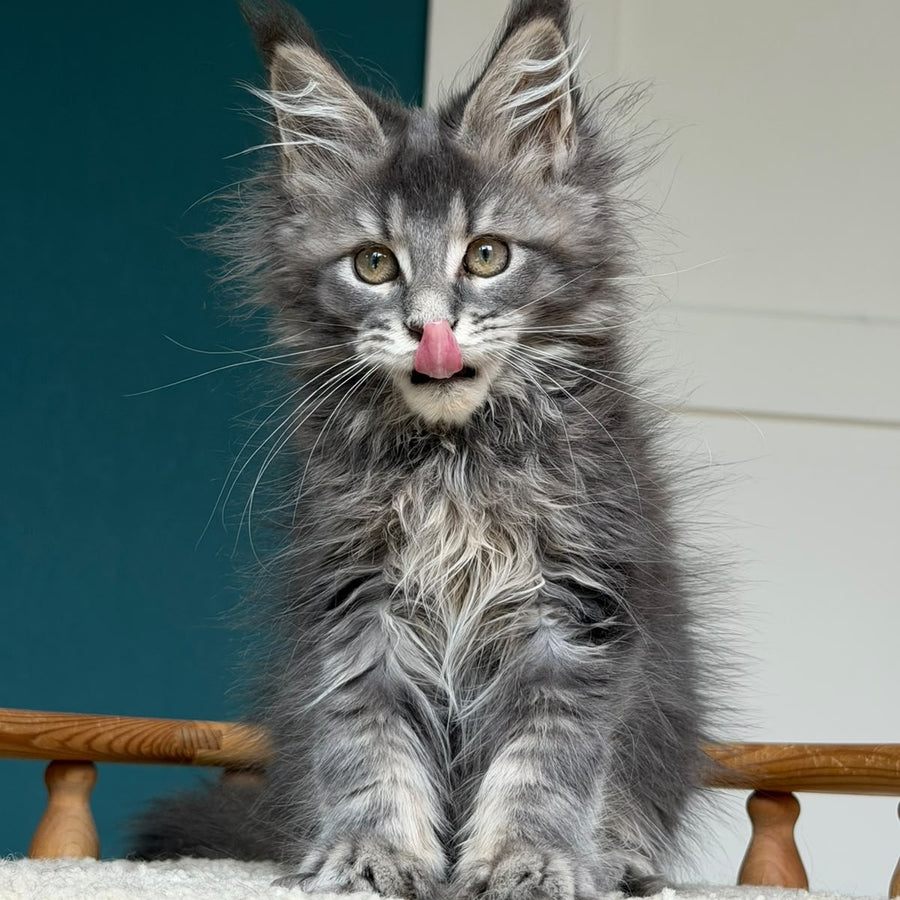 Taina Maine Coon female, blue tabby