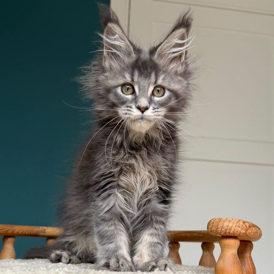 Taina Maine Coon female, blue tabby
