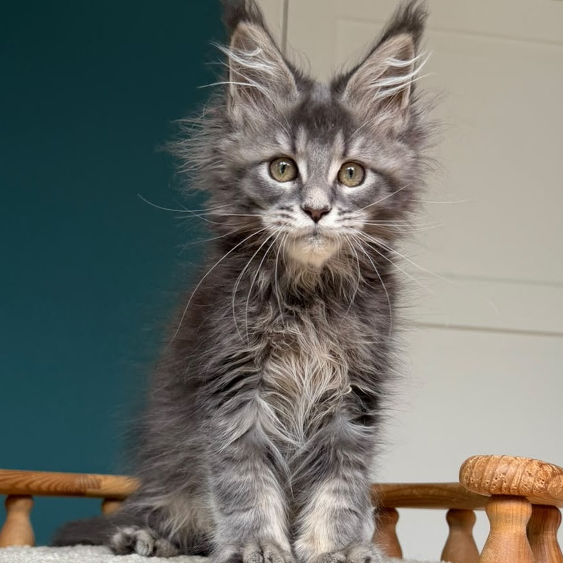 Taina Maine Coon female, blue tabby
