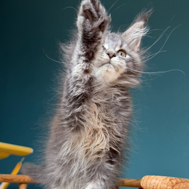 Taina Maine Coon female, blue tabby