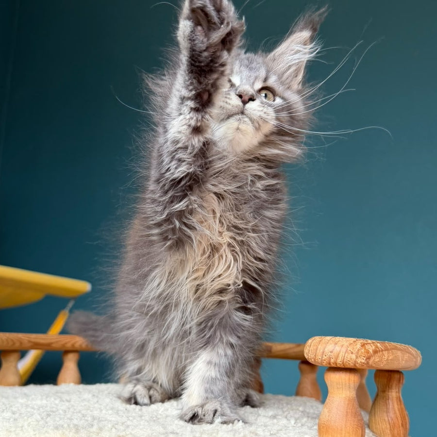 Taina Maine Coon female, blue tabby