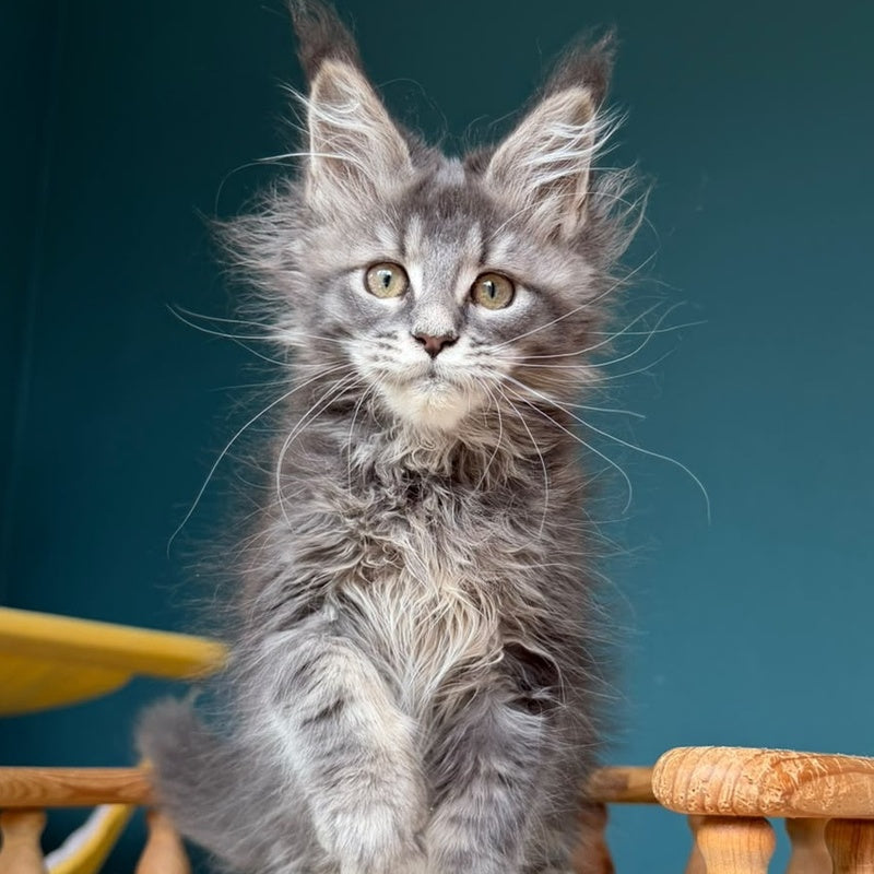 Taina Maine Coon female, blue tabby