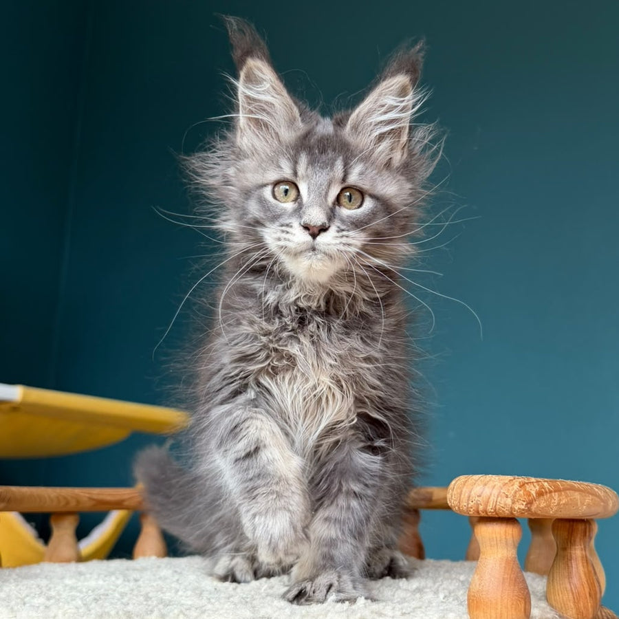Taina Maine Coon female, blue tabby