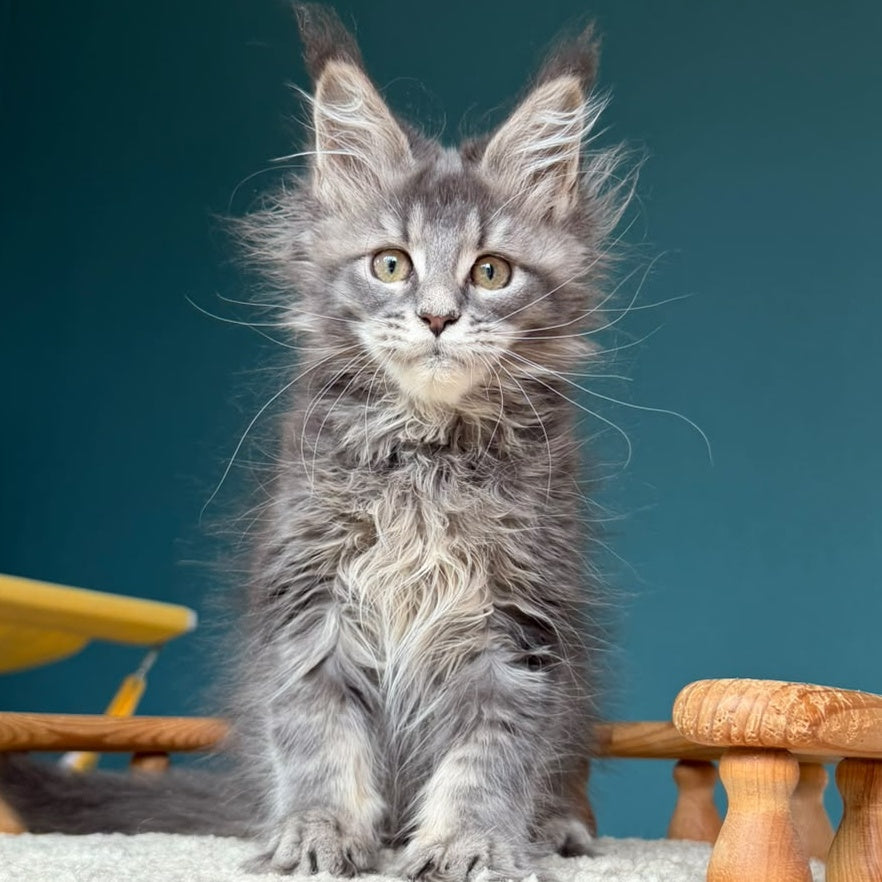 Taina Maine Coon female, blue tabby