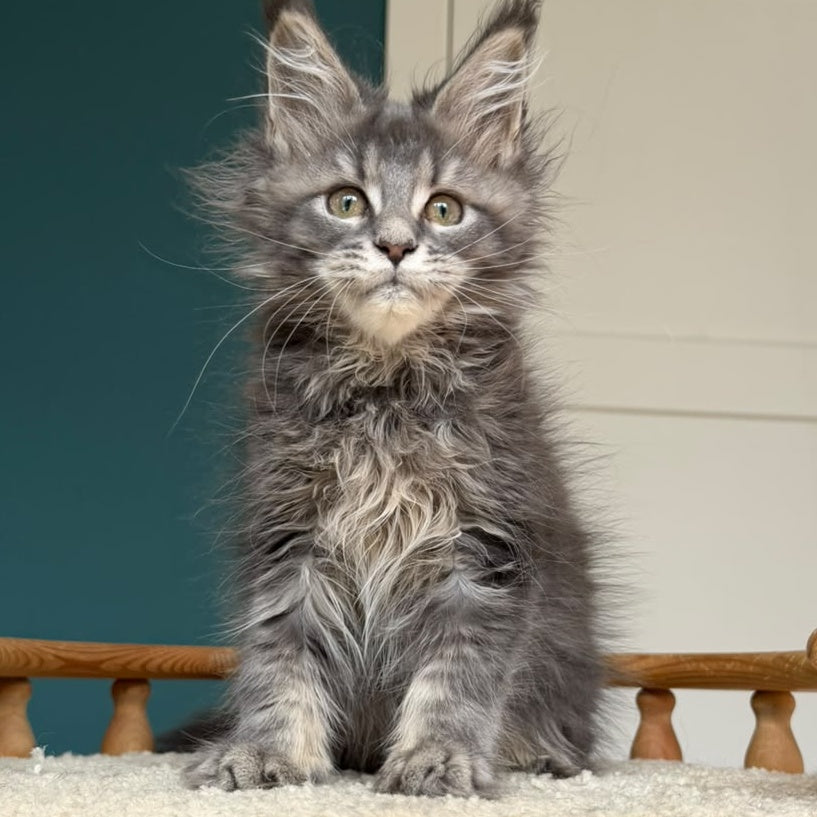 Taina Maine Coon female, blue tabby
