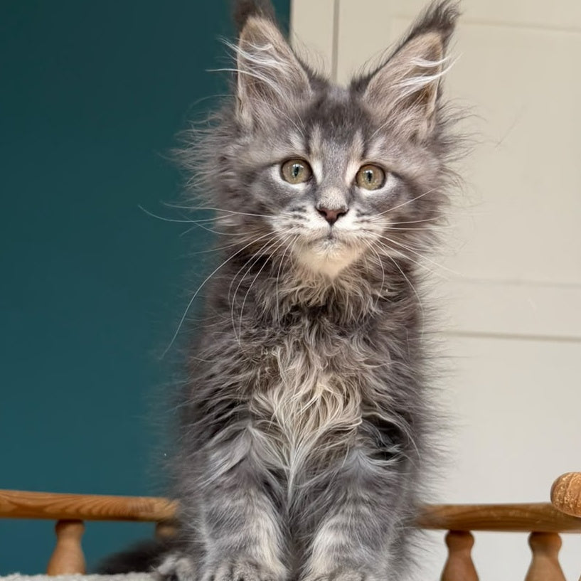 Taina Maine Coon female, blue tabby