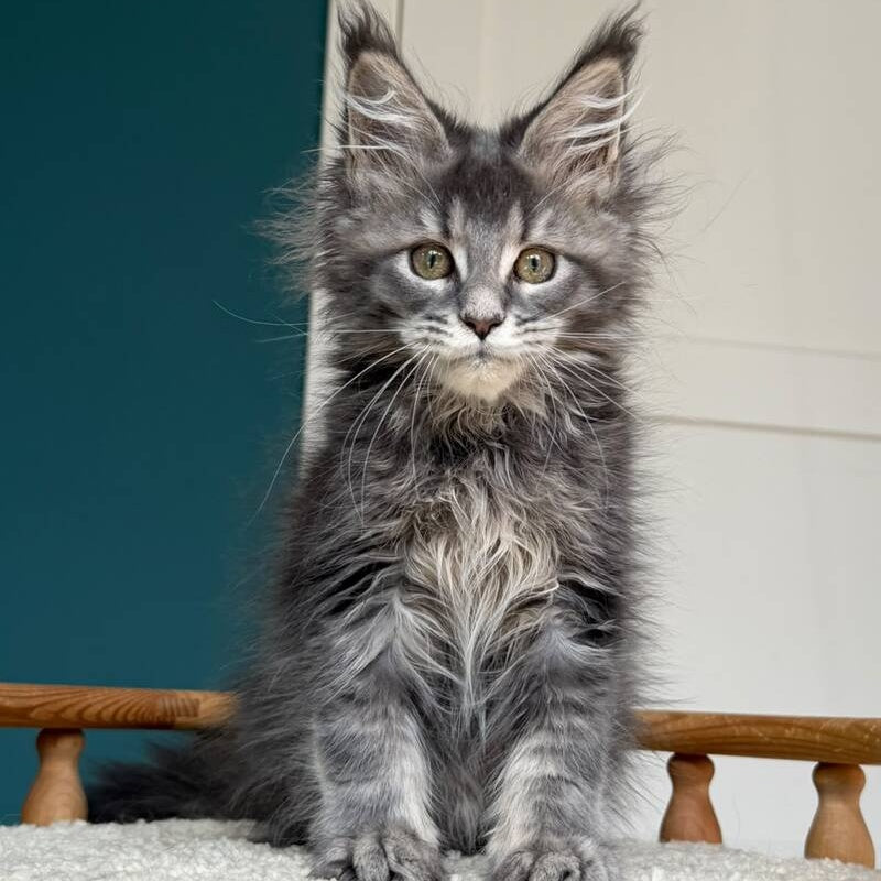 Taina Maine Coon female, blue tabby