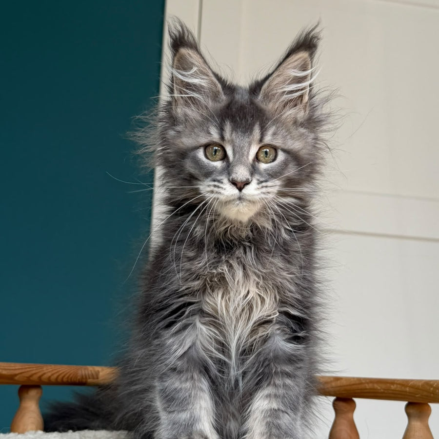 Taina Maine Coon female, blue tabby