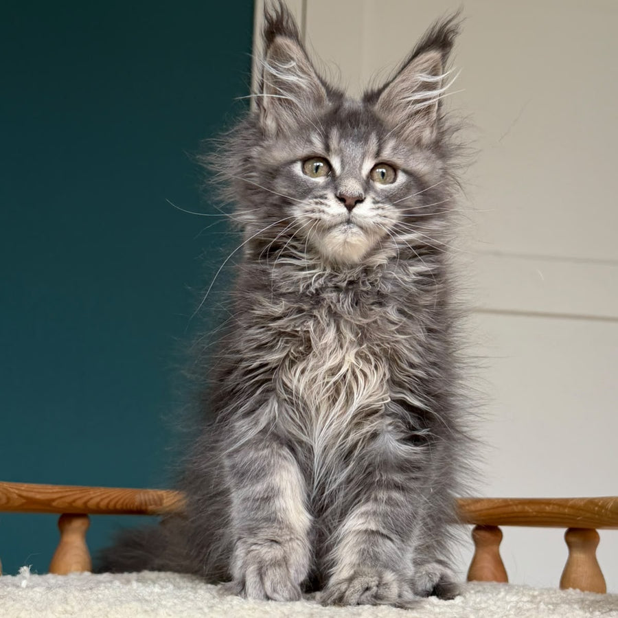 Taina Maine Coon female, blue tabby