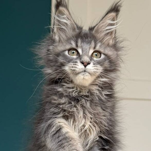 Taina Maine Coon female, blue tabby