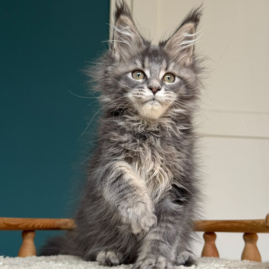 Taina Maine Coon female, blue tabby