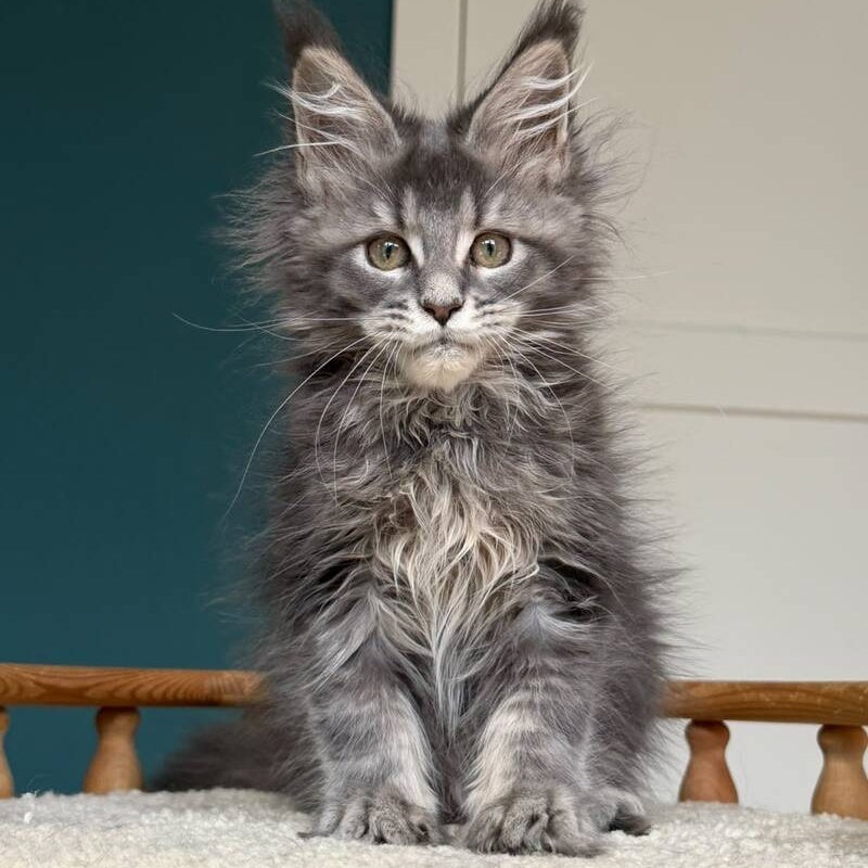 Taina Maine Coon female, blue tabby