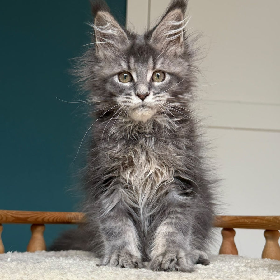 Taina Maine Coon female, blue tabby