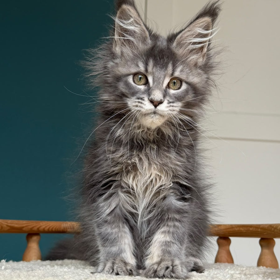 Taina Maine Coon female, blue tabby