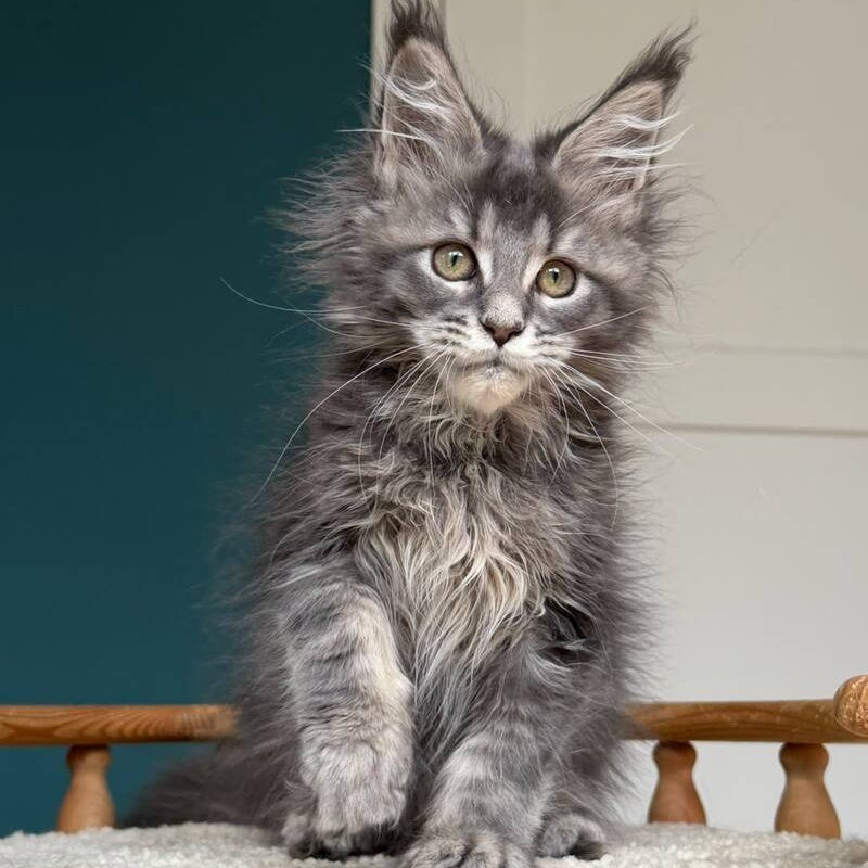 Taina Maine Coon female, blue tabby