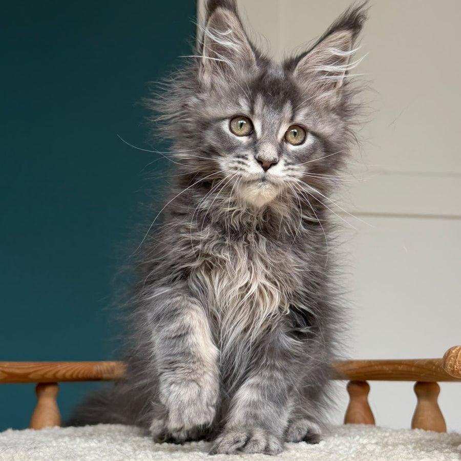 Taina Maine Coon female, blue tabby