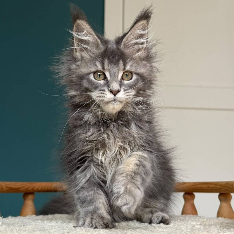 Taina Maine Coon female, blue tabby