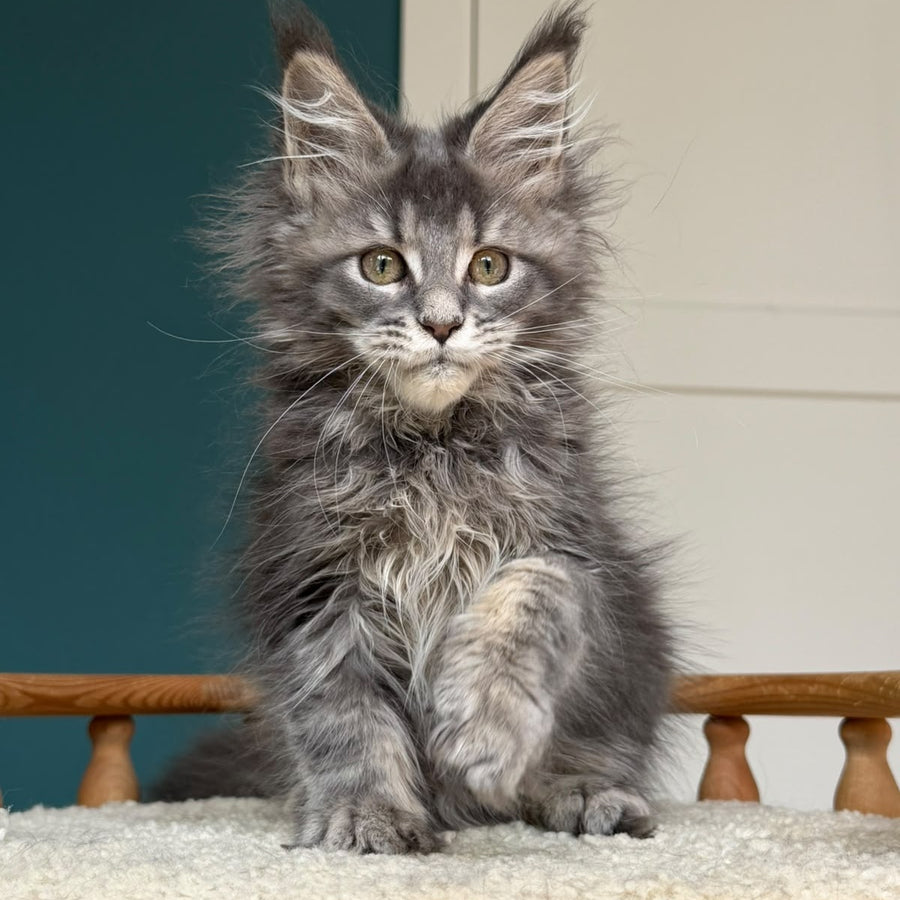Taina Maine Coon female, blue tabby