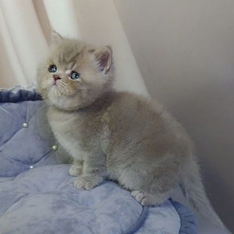 Rocky British Shorthair male, lilac