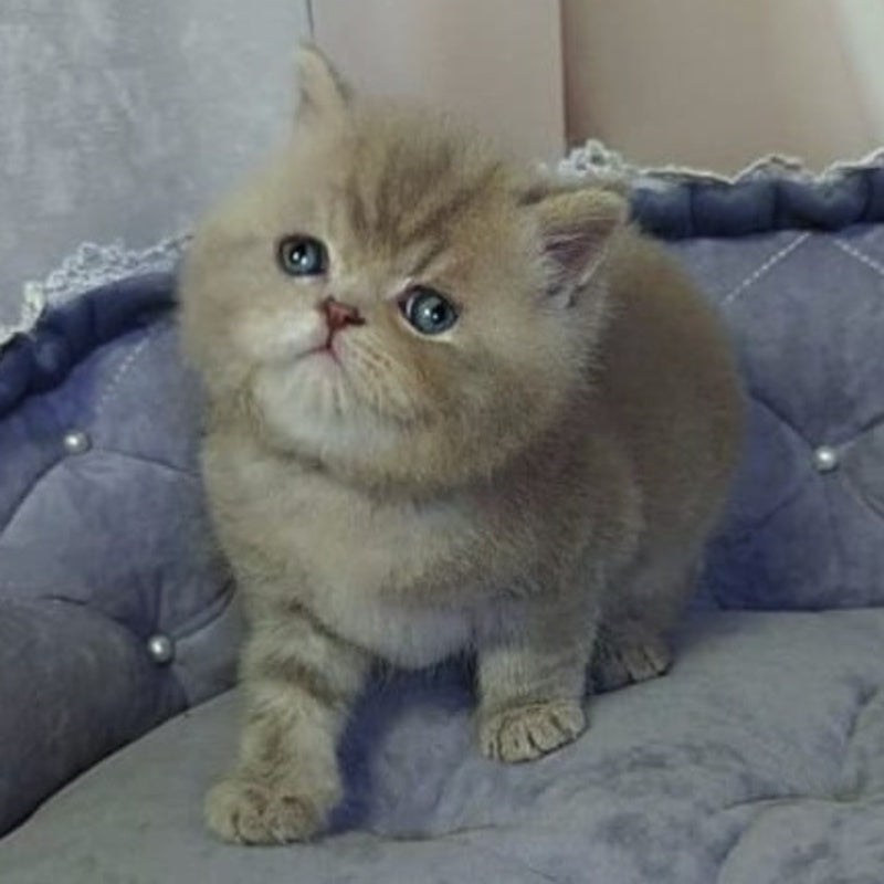 Rocky British Shorthair male, lilac
