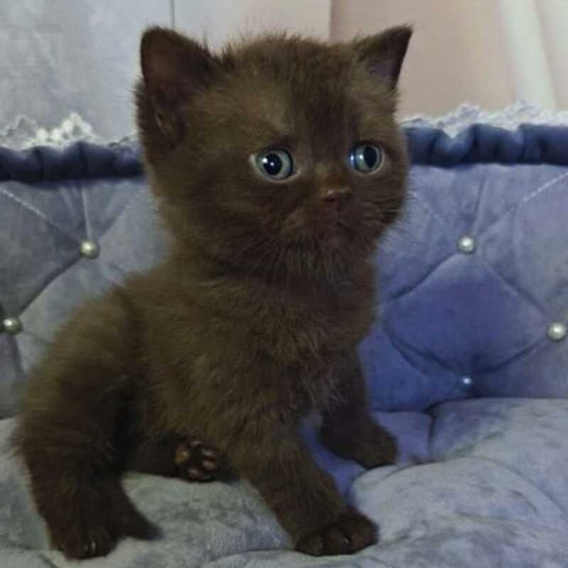 Romeo British Shorthair male, chocolate