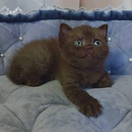 Romeo British Shorthair male, chocolate