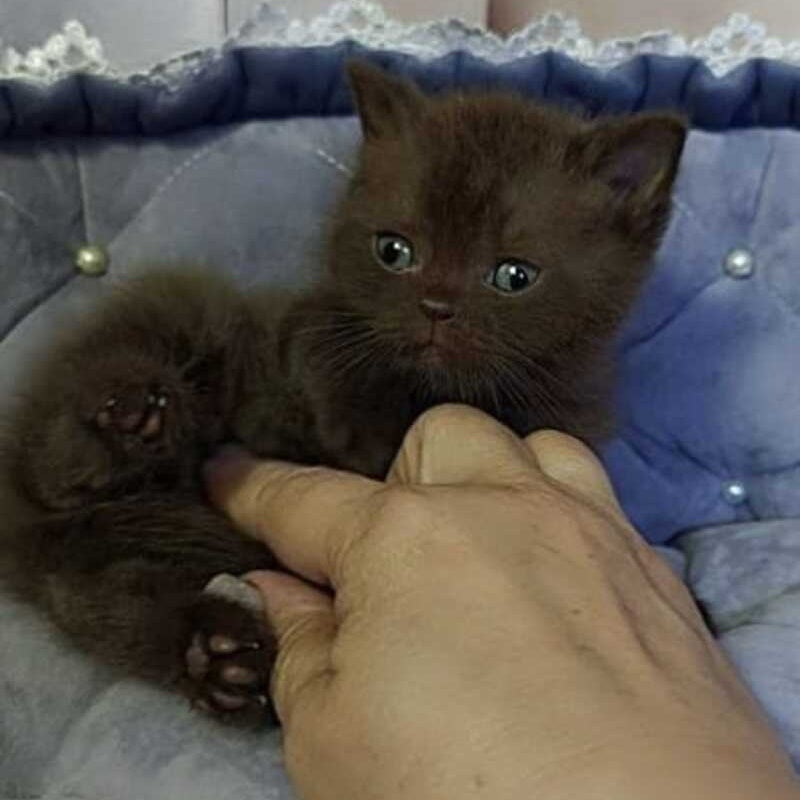 Romeo British Shorthair male, chocolate