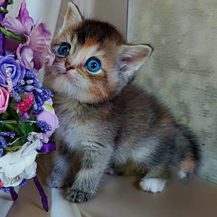 Qyara British Shorthair female, black tortie with white ticked tabby