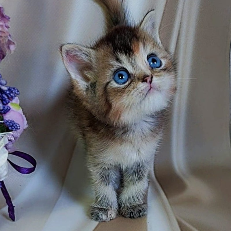 Qyara British Shorthair female, black tortie with white ticked tabby