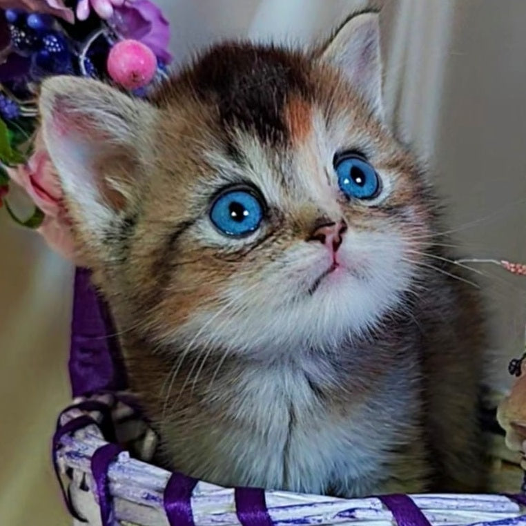 Qyara British Shorthair female, black tortie with white ticked tabby